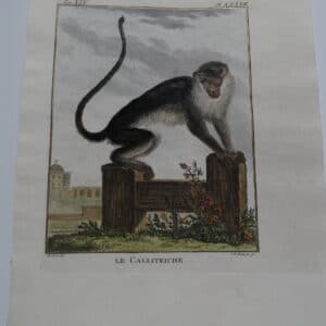 Callictriche Antique Buffon Monkey Engraving