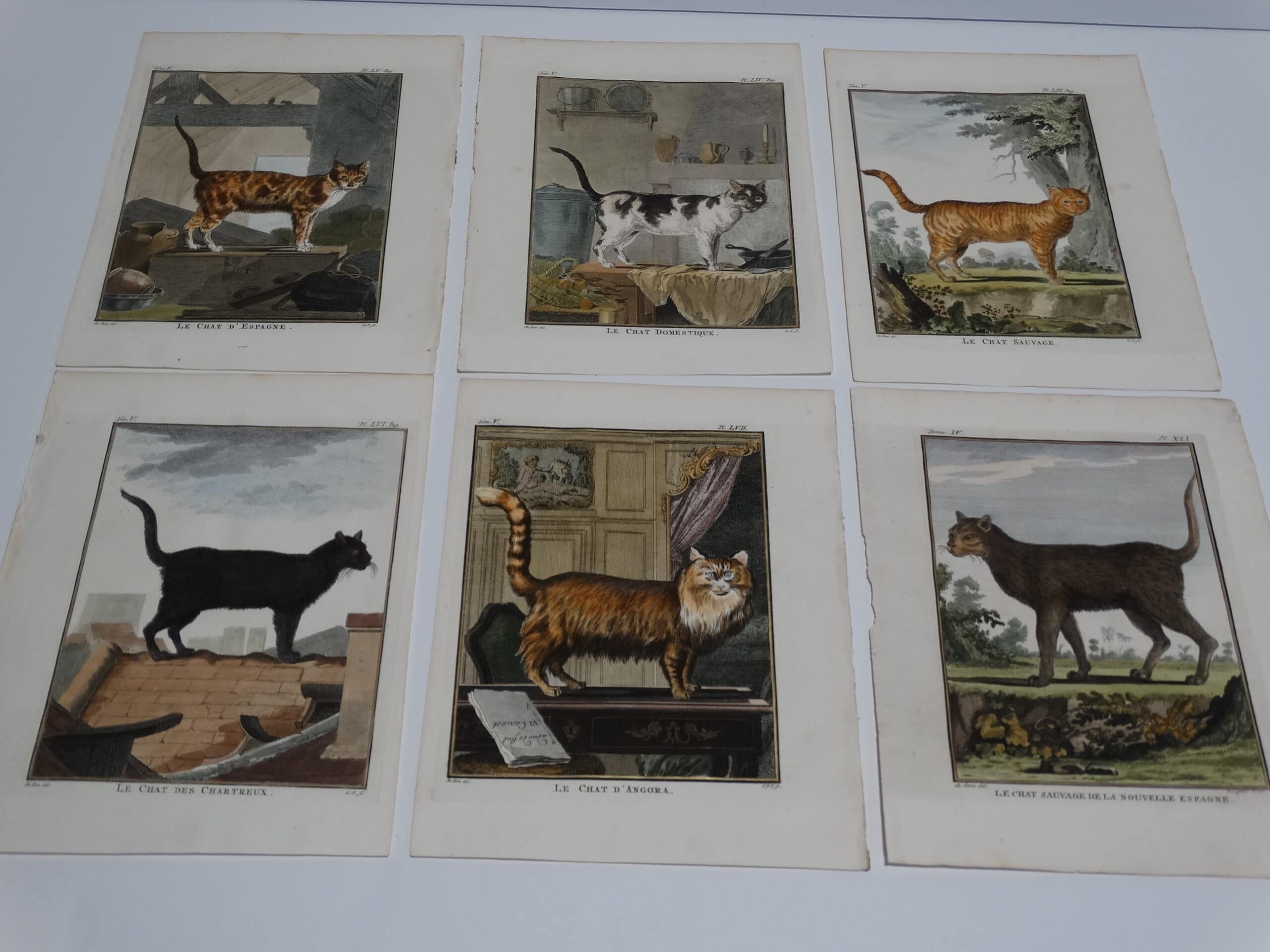 Find Compte de Buffon, 1st edition engravings of cats, and dogs.