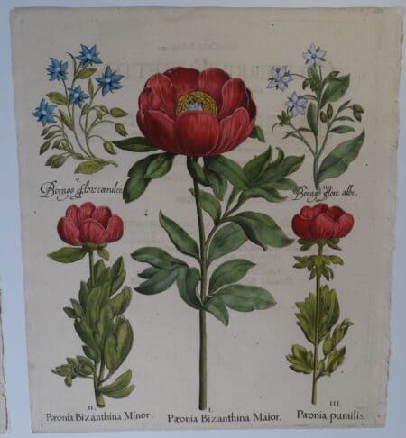 Basil Besler's Hortus Eystettensis Florilegium Paeonia Bizanthina Minor Major pumilis 1713 edition