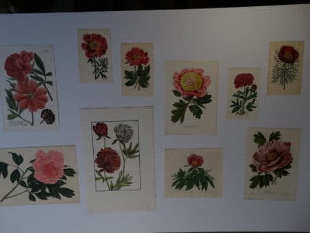 Find beautiful antique botanical engravings and lithographs that are over 100 years old.