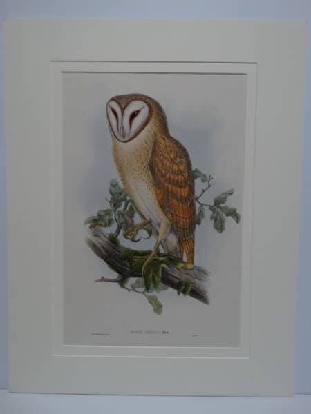 Striking antique lithograph over 170 years old of strixes.