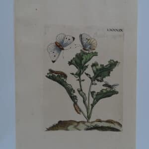 Merian Butterfly Transformation LXXXIX
