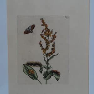 Merian European Insects XC