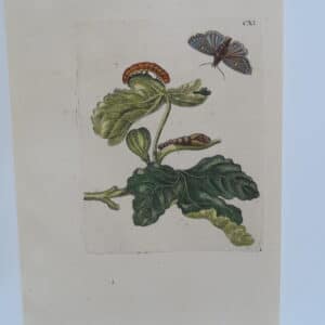 Merian Insect Transformation FigCXI