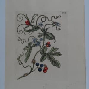 Merian Insects Europe VineCVI