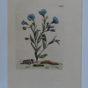 Merian Insects Transformation XCII