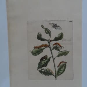 Merian Insects Transformation XXX