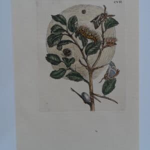 Merian Insects Transformations HiveCVII