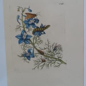 Merian Transformation Delphinium CXII