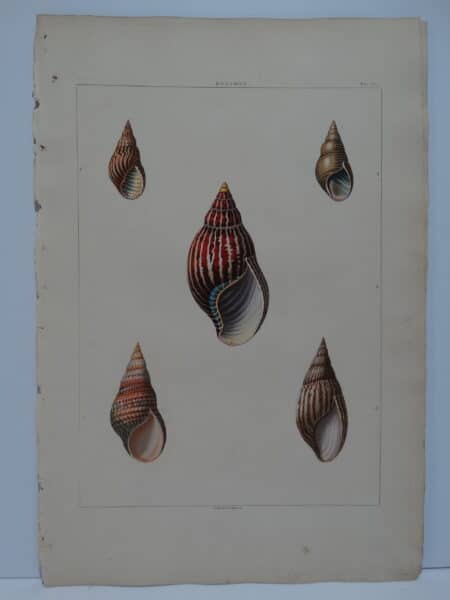 An original George Perry Aquatint, Conchology art of Bulimus shells.