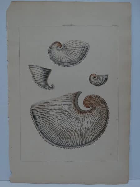 Argonauta is an original aquatint.
