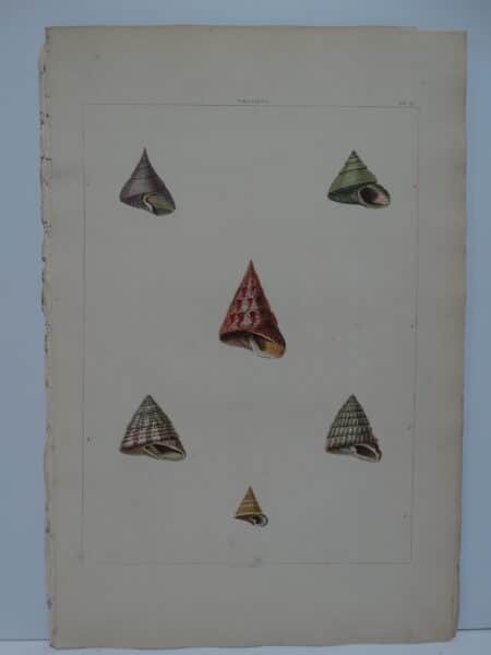 Trochus shells, opulescent and pearl like, kind of look like a top (or spinning toy).