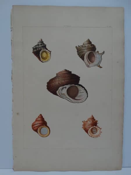 Turbo is a typle of sea shell.