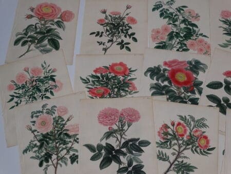 Buy Antique Rose Engravings