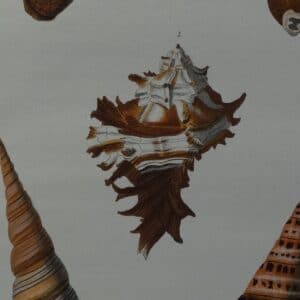 Sea Shells