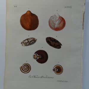 18th century George Wolfgang Knorr shell engraving hand-colored rare bookplate number 26.