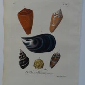 18th century George Wolfgang Knorr, mussel and cone shell engraving hand-colored rare bookplate number 25.