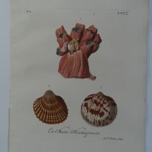 18th century George Wolfgang Knorr barnacle shell engraving hand-colored rare bookplate number 30.