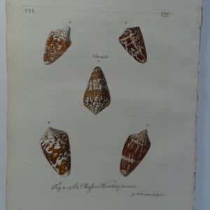 18th century George Wolfgang Knorr cone shell engraving hand-colored rare bookplate number 1.