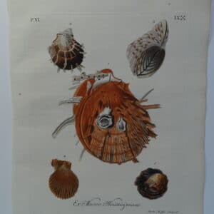 This antique engraving of a spiny scallop with barnacle shell is an important conchology documentation from 18th century book entitled Verlustiging der Oohen en van Geest of Verzameling van allerley Bekende Hoorens en Sculpen.