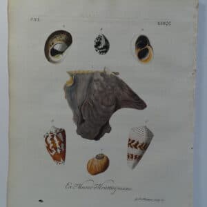 18th century George Wolfgang Knorr shell engraving hand-colored rare bookplate number 8.