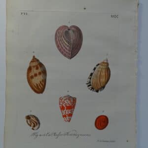 Hand-colored shell engraving, plate 11 sourced from Verlustiging der Oohen en van Geest of Verzameling van allerley Bekende Hoorens en Sculpen published Amsterdam 1770-1771.