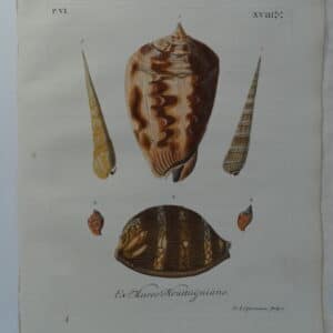 a 250 year old antique, hand-colored engraving of horn and helmet shell is an important conchology documentation from 18th century book entitled Verlustiging der Oohen en van Geest of Verzameling van allerley Bekende Hoorens en Sculpen.
