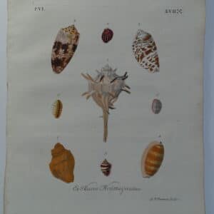 Murex & Cowrie antique shell engraving sourced from Verlustiging der Oohen en van Geest of Verzameling van allerley Bekende Hoorens en Sculpen published Amsterdam 1770-1771.