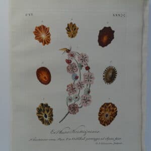 This antique engraving of limpet shell is an important conchology documentation from 18th century book entitled Verlustiging der Oohen en van Geest of Verzameling van allerley Bekende Hoorens en Sculpen.