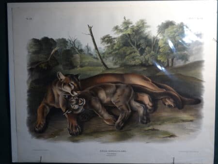 Rare imperial folio Audubon lithograph, of Puma concolor catamount, an umbrella species of American wildlife mammals.