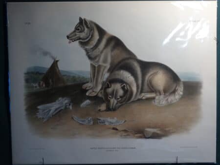 Spectacular imperial folio lithograph by John James Audubon, of American wildlife mammals, or in this case, Canadian Inuit Dog