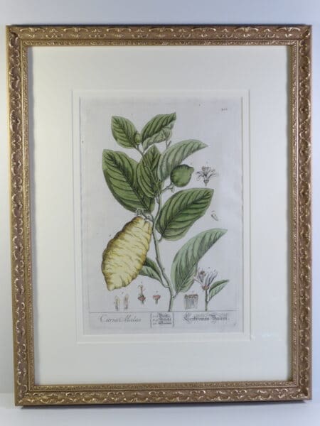 stunning artwork of lemons