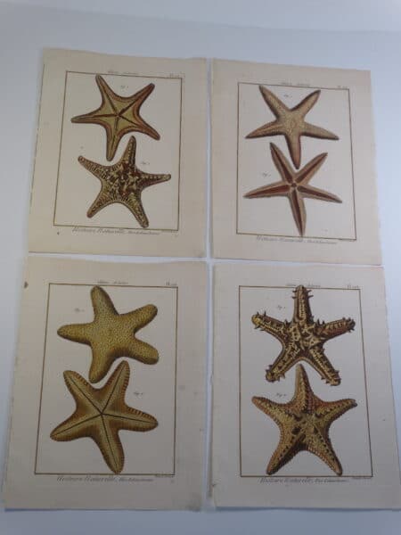 vintage starfish prints engravings