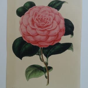 camellias-family-theaceae-genus-camellia1