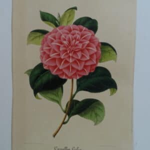 camellias-family-theaceae-genus-camellia2