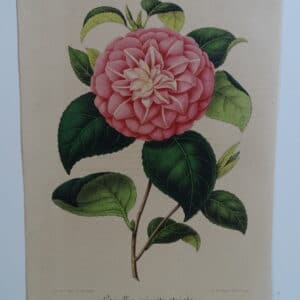 camellias-family-theaceae-genus-camellia3