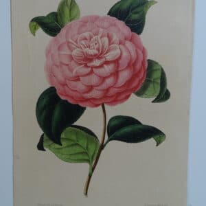camellias-family-theaceae-genus-camellia4