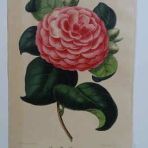 camellias-family-theaceae-genus-camellia5