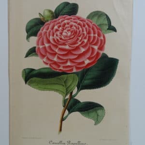 camellias-family-theaceae-genus-camellia6