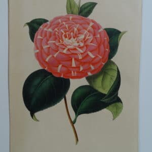camellias-family-theaceae-genus-camellia7