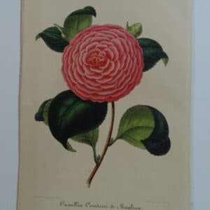 camellias-family-theaceae-genus-camellia9