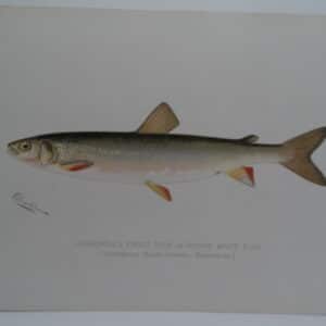 Round Whitefish