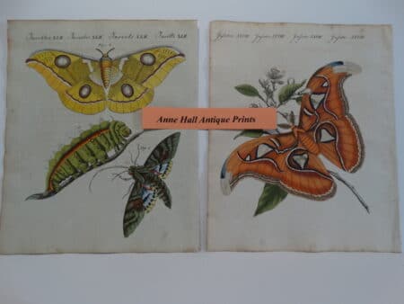 watercolor butterflies from 1790