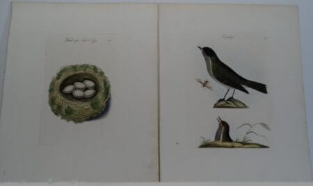 Bolton Birds Nests Eggs
