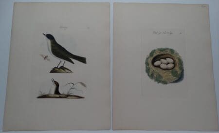 Bolton birds nests eggs