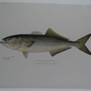 marine piranha