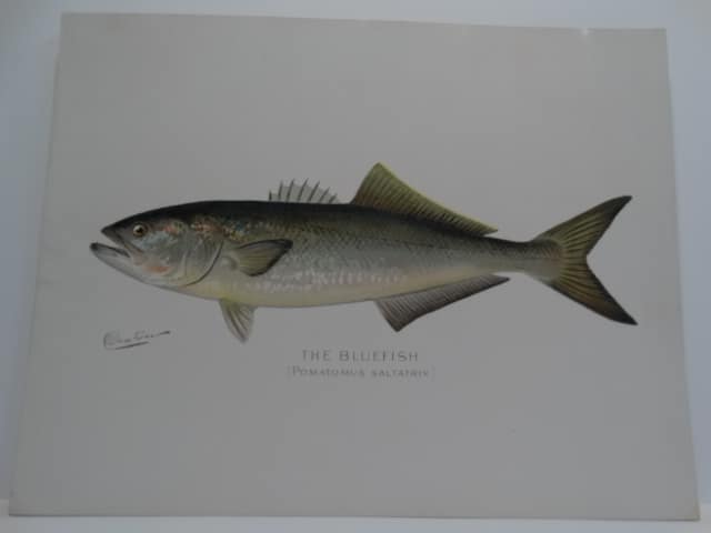 Bluefish Pomatomus saltatrix