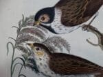 Charming Ornithology Bookplates