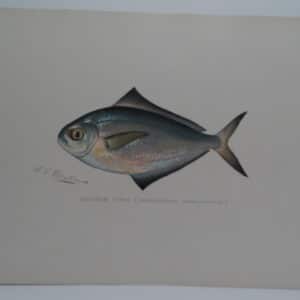 Peprilus triacanthu