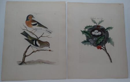 British Fringilla coelebs
